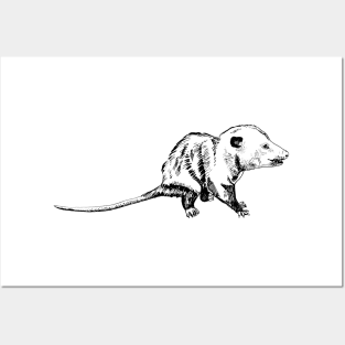 opossum Posters and Art